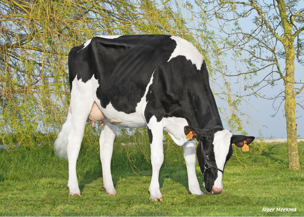 Nimky GPB, daughter of JIM - Owner : GAEC les Pommiers Bernard. Marans (Fr.)