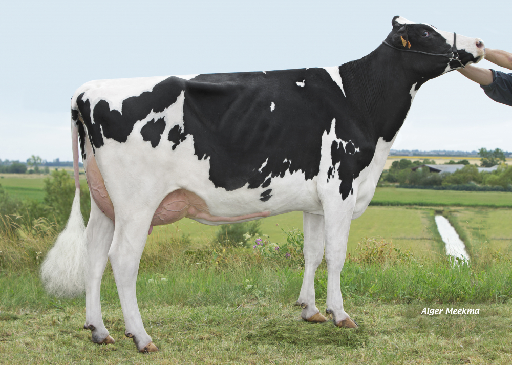 NINETTE, daughter of JIM - Owner : GAEC les Pommiers Bernard. Marans (Fr.)