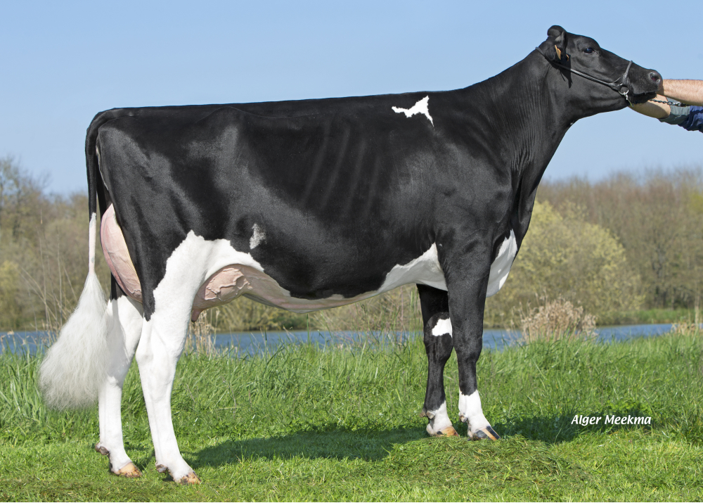 MADONA, daughter of JINKER - Owner : GAEC Bonchamp. Saint Georges de Montaigu (Fr.) MADONA, daughter of JINKER - Owner : GAEC Bonchamp. Saint Georges de Montaigu (Fr.)