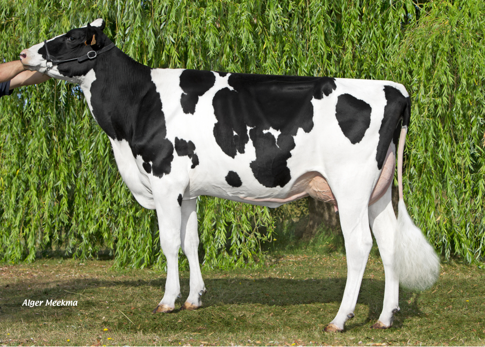 MUGELLA, daughter of JINKER - Owner : GAEC de la Foiterie. Chanteheux (Fr.) MUGELLA, daughter of JINKER - Owner : GAEC de la Foiterie. Chanteheux (Fr.)