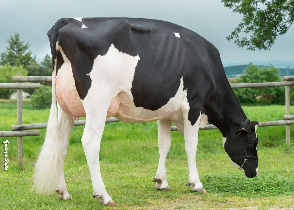 5684, sister of JOBART