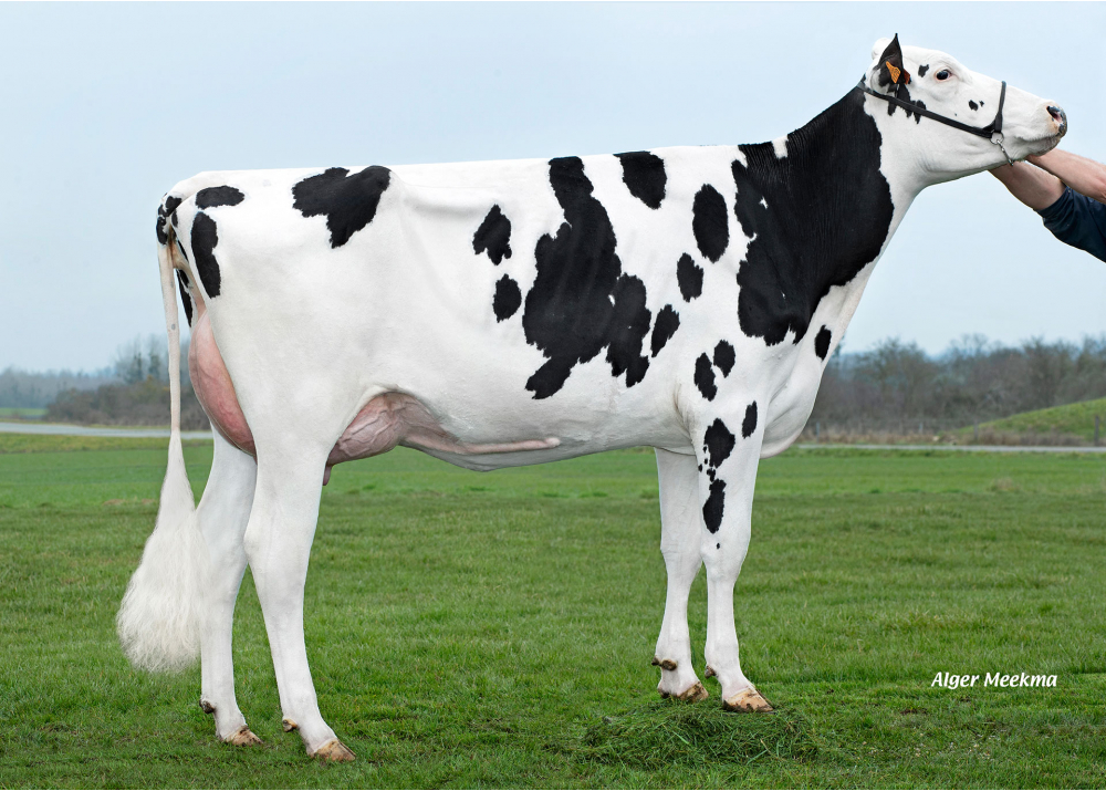 Ridremavi, daughter of ODANN ETL - Owner: GAEC Mavi. Auboncourt Vauzelles (Fr.)
