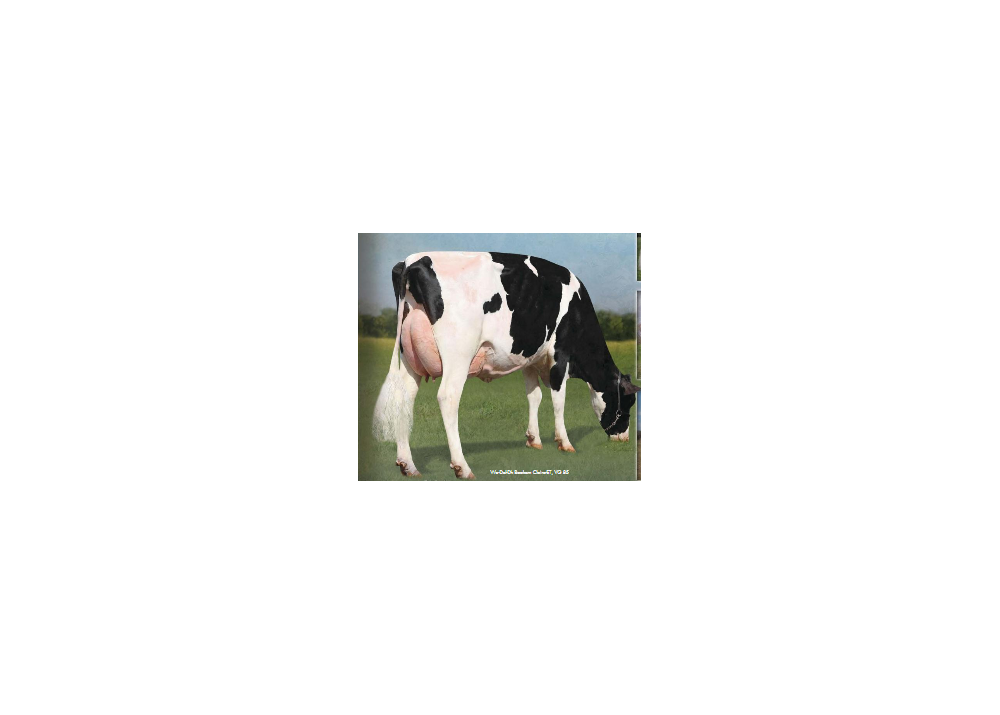 Coleen (RUBICON), dam of NEW JERSEY