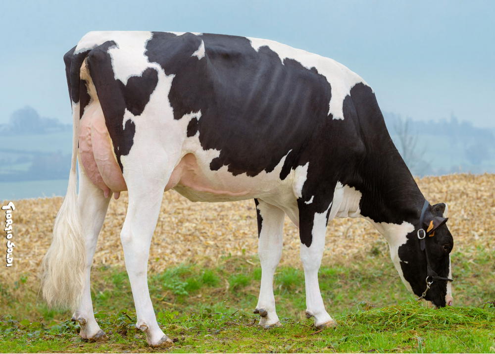 Perle, dam of SCOTTY - Owner: GAEC des Feux Follets (Fr.)