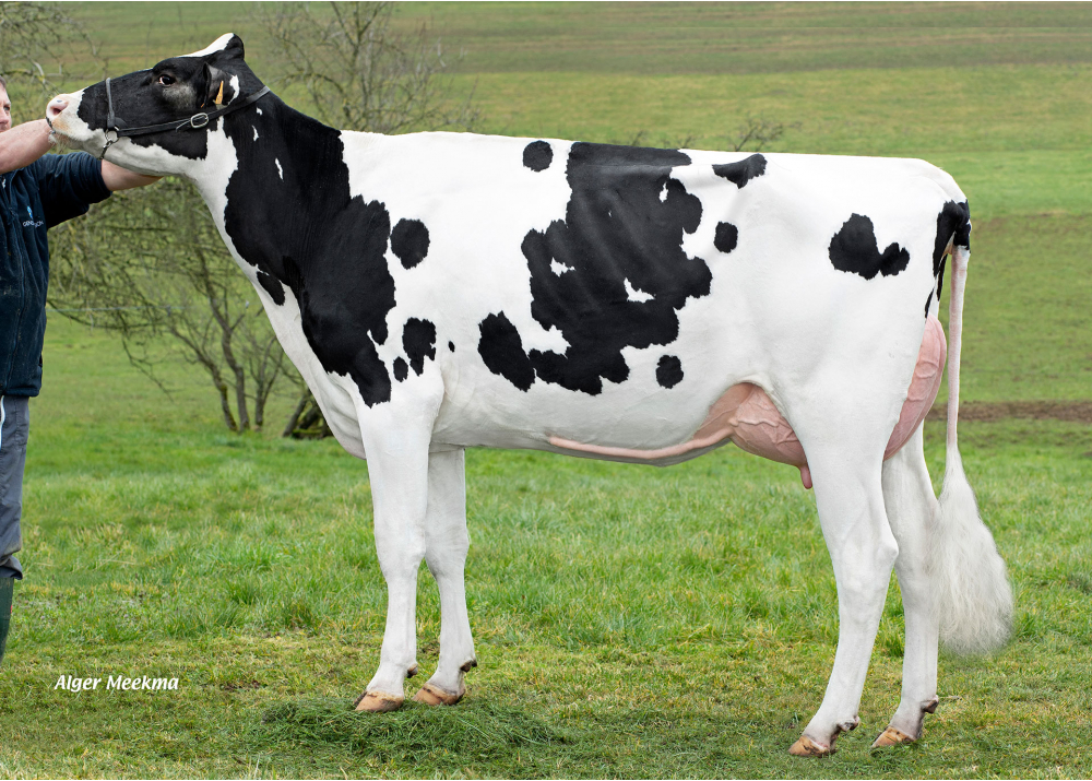 Rosace, daughter of NADIR P - Owner: GAEC Delahaut. Neuville les This (Fr.)