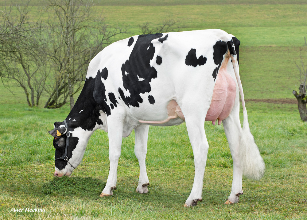 Rosace, daughter of NADIR P - Owner: GAEC Delahaut. Neuville les This (Fr.)