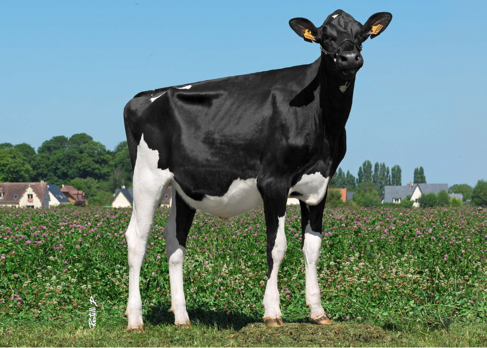 Cinderstar, daughter of LOCKSTAR - Owner: GAEC Drakkar. Gonneville-sur-Honfleur (Fr.)