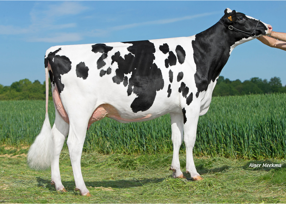 Noah, daughter of LOCKSTAR - Owner: GAEC de l'Epinay. Chassant (Fr.)