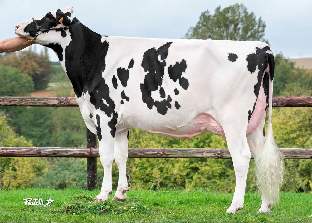 Nefertiti, daughter of LOCKSTAR - Owner: GAEC des GRILLES, MAHERU (Fr.)