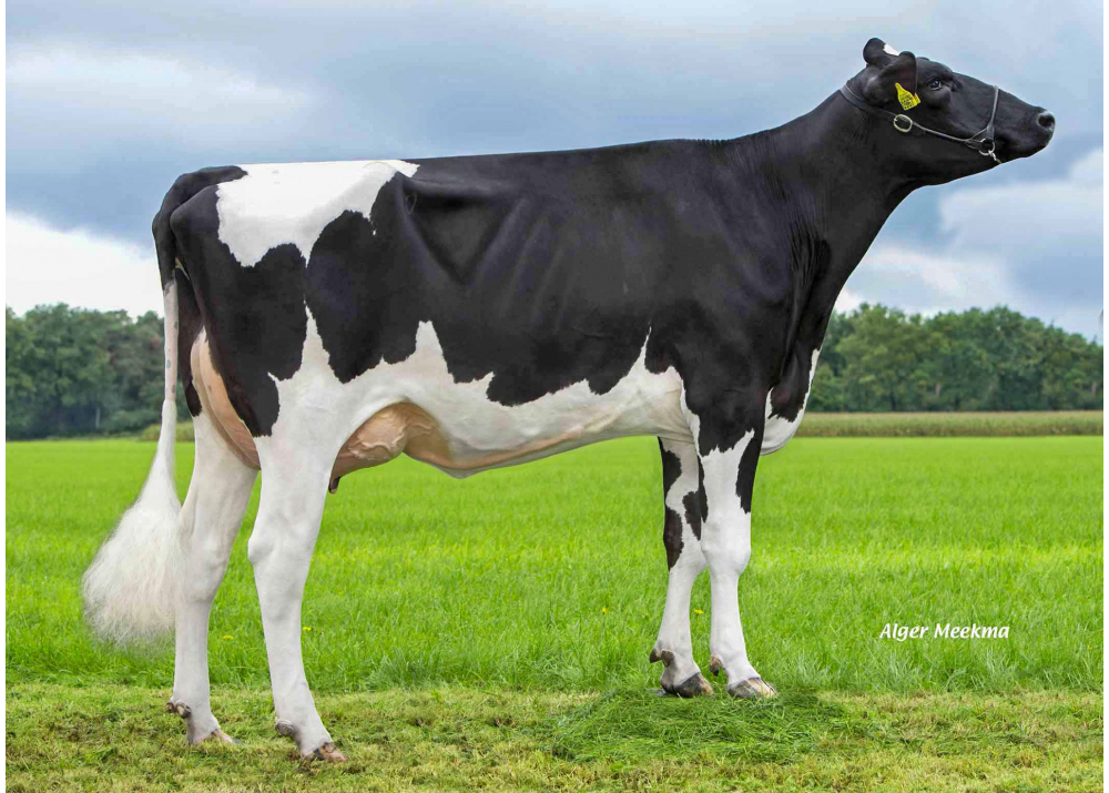 Diepenhoek Rozelle 65, daughter of LOCKSTAR - Owner: Diepenhoek Holsteins, Someren (NL)