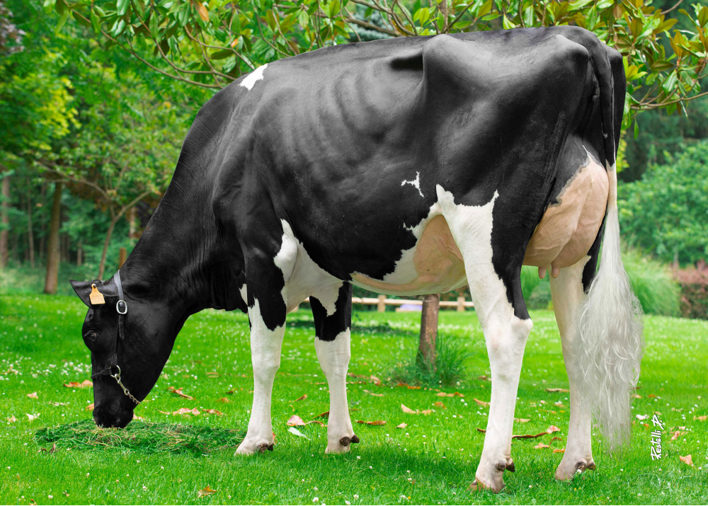 Nougatine, daughter of LOCKSTAR - Prop : EARL du Bois (Fr.)