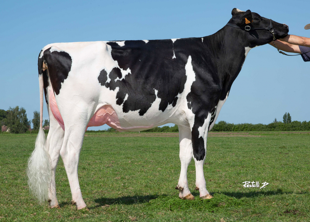 DKR Cancan, daughter of LOCKSTAR - Owner: EARL Drakkar Holstein. Gonneville-sur-Honfleur (Fr.)