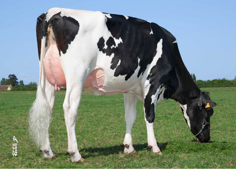 DKR Cancan, daughter of LOCKSTAR - Owner: EARL Drakkar Holstein. Gonneville-sur-Honfleur (Fr.)