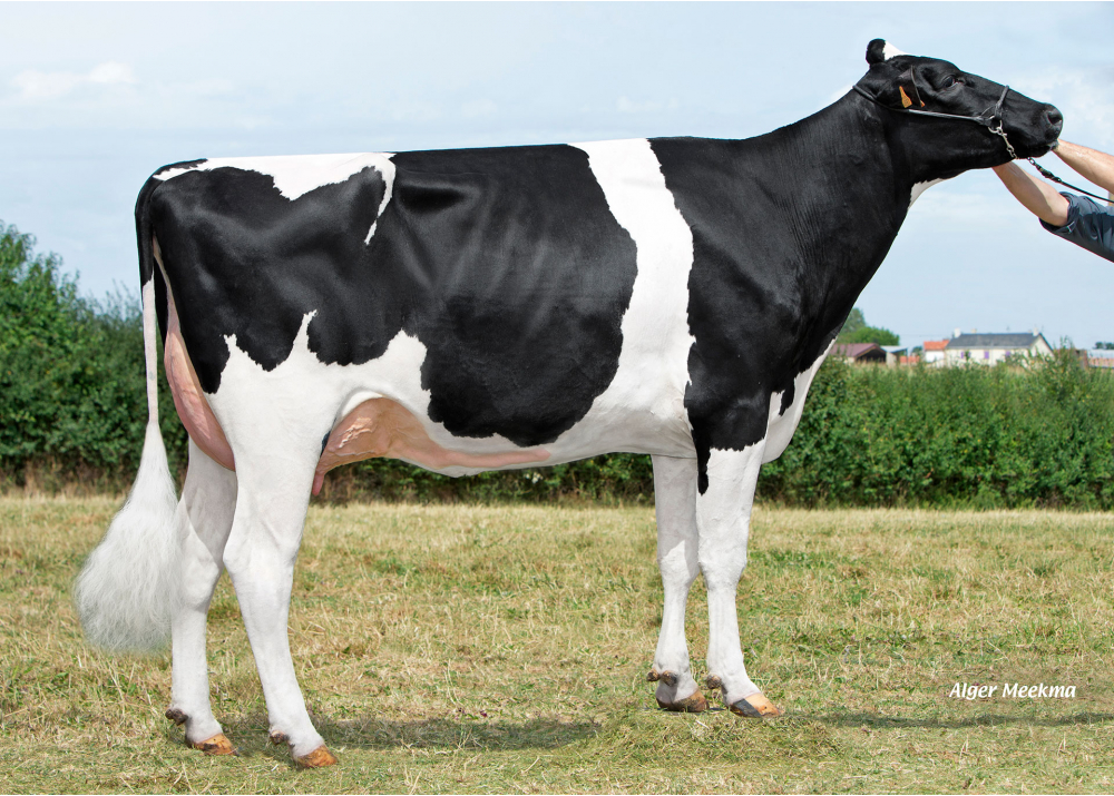 Nostalgie, daughter of Lockstar - Owner: GAEC le Manoir. Saint Maurice des Noues (Fr.)