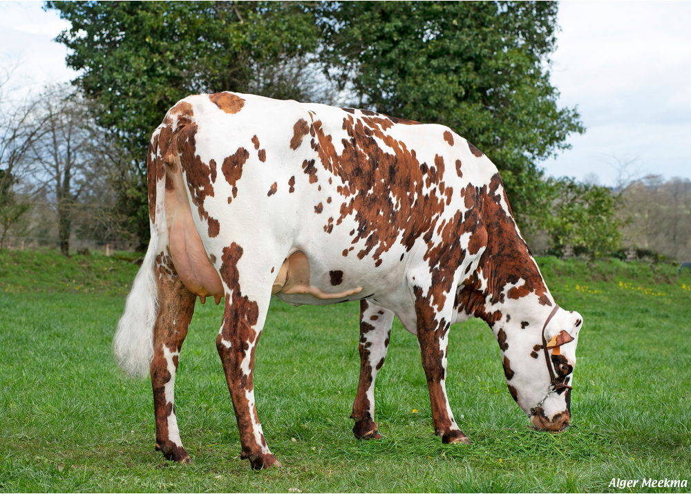Réussite, fille de MILKO - Prop : GAEC des Morlières. Athis Val de Rouvre (Fr.)