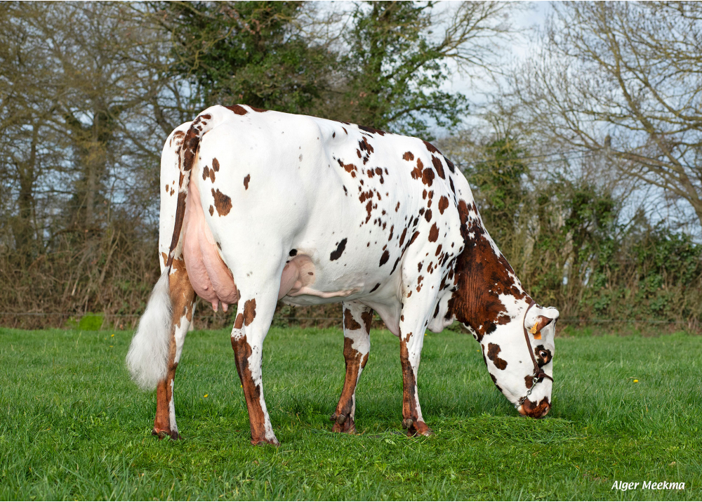 Richesse, hija de NINTENDO - Prop: GAEC Bas Normand. Ste. Marie la Robert (Fr.)