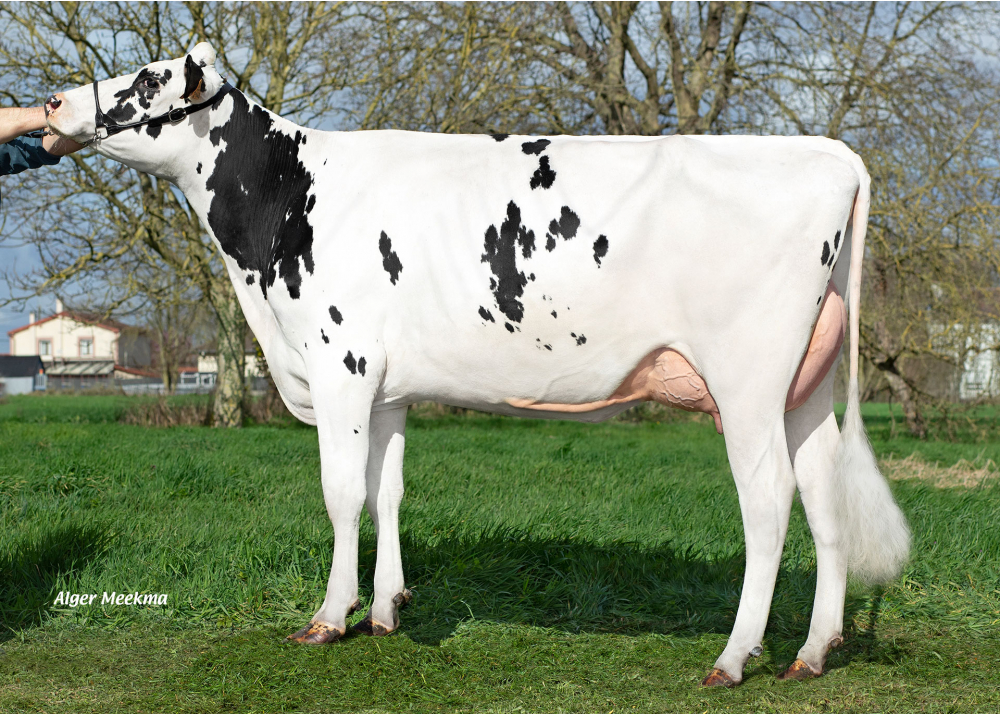 Ruby PGC, daughter of ODANN ETL  Photo: Coopelia. Suippes (Fr.)