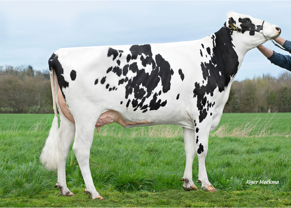 Réglisse, daughter of ODANN ETL - Owner: SCEA de la Jugletiere. La Ferte en Ouche (Fr.)