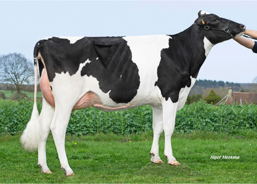 Rebelle, daughter of ODANN ETL - Owner: GAEC du Bois-Robin. Chemilli (Fr.)