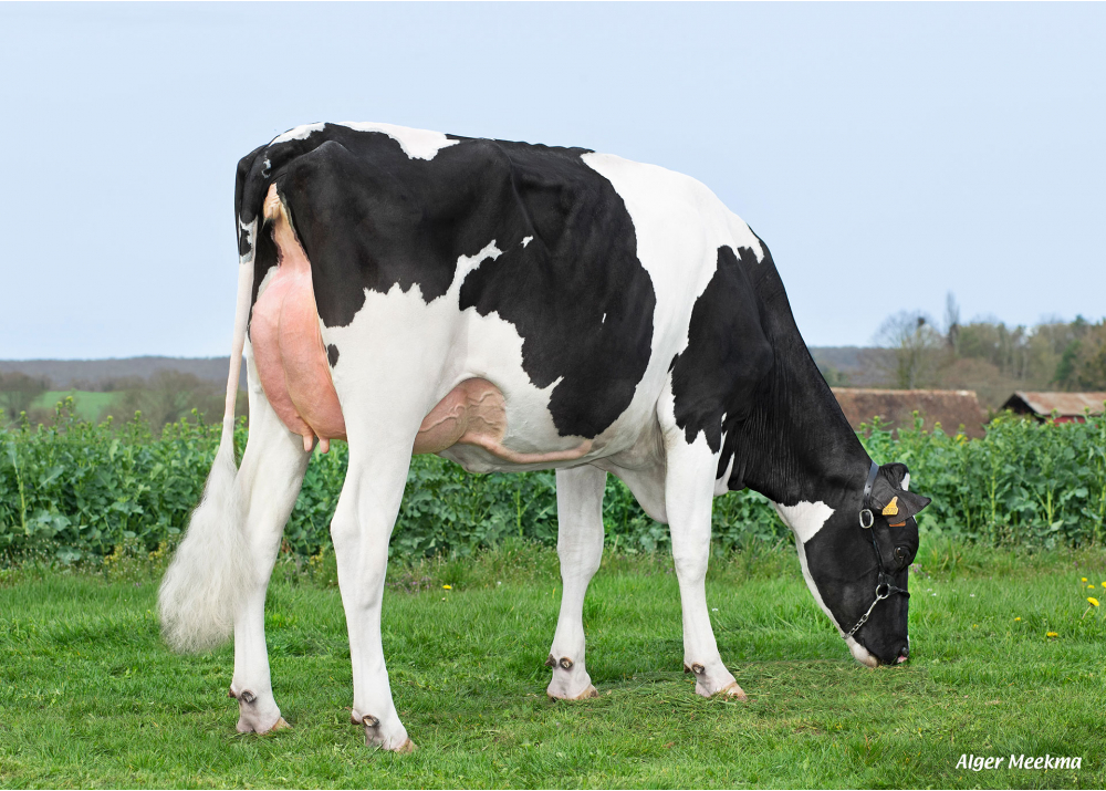Rebelle, daughter of ODANN ETL - Owner: GAEC du Bois-Robin. Chemilli (Fr.)