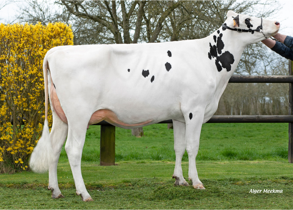 Roxie F, daughter of OMNAST HP - Owner: GAEC de la Fouloniere. Verneusses (Fr.)