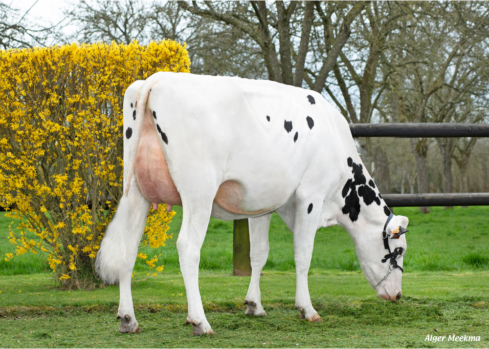 Roxie F, daughter of OMNAST HP - Owner: GAEC de la Fouloniere. Verneusses (Fr.)