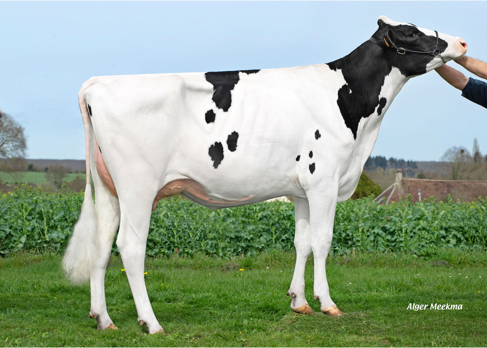 Spice GBR, daughter of OMATT RED - Owner: GAEC du Bois-Robin. Chemilli (Fr.)