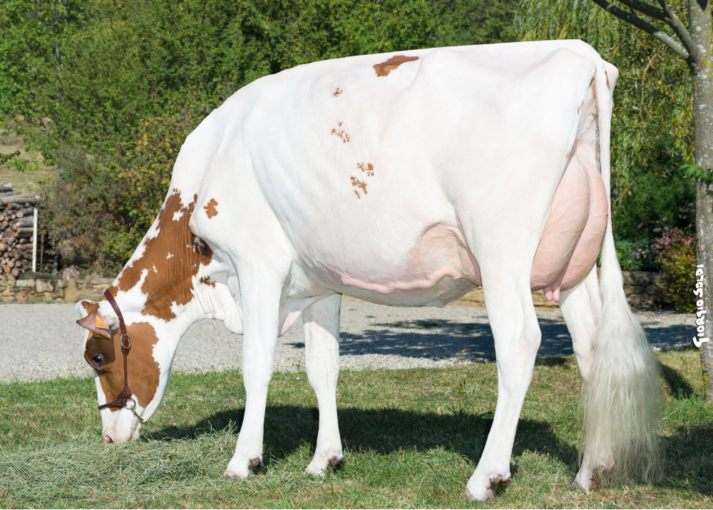 Maquillée, dam of OMATT RED