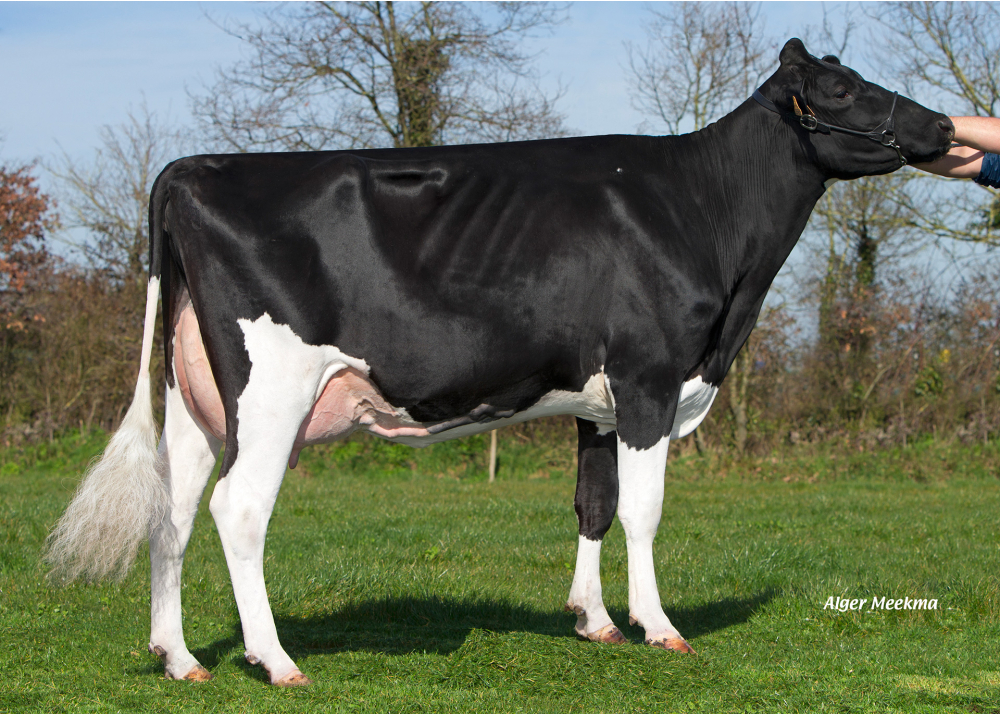 DKR Claris, 4th dam of SAD EBH PP