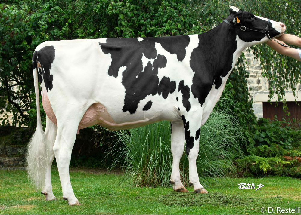 Noumea HP, daughter of Lencome - Owner: Hervé Pavard. Neauphe-Sous-Essai (Fr.)