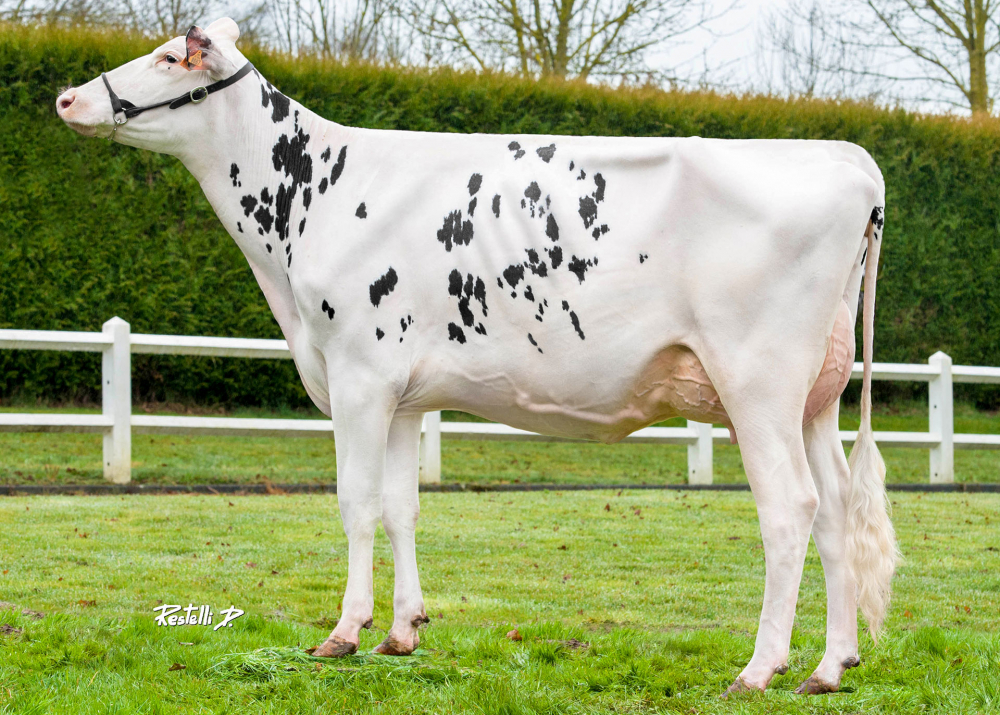 Hailey See, dam of LENCOME - Owner: GAEC du Tombuy. Gimecourt (Fr.)