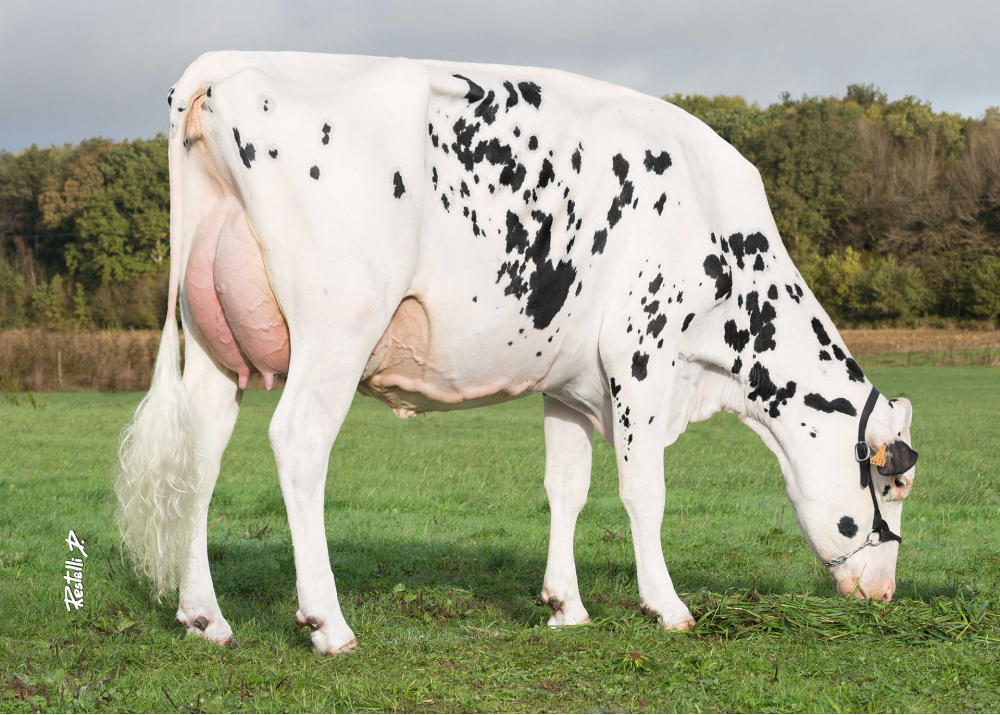 Naiade, daughter of LENCOME - Owner: EARL Caron Pascal and Assoc. La Chapelle Fortin (Fr.)