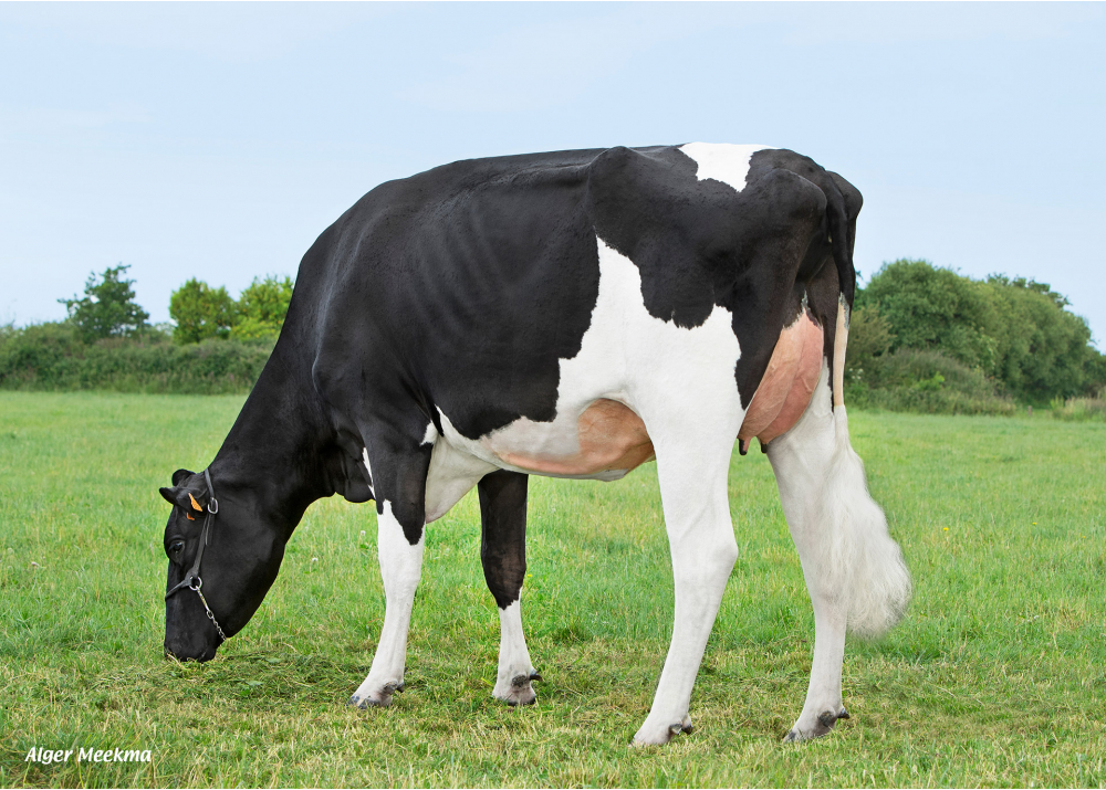 Reve ETL, daughter of OKEN - Owner: EARL Riou. Loc Eguiner (Fr.)