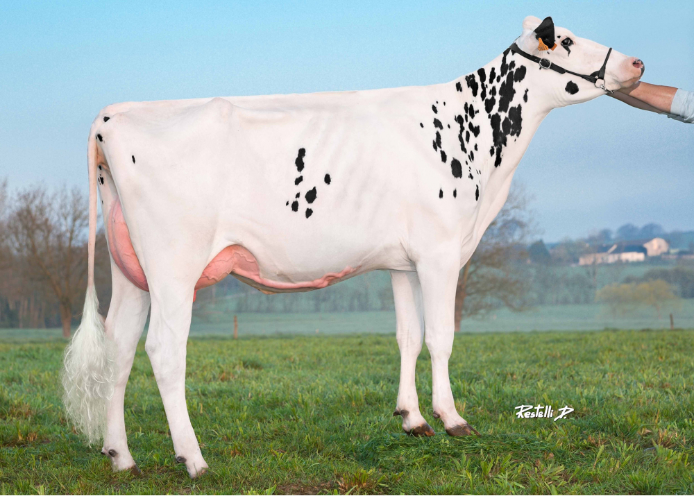 Médaille, dam of ORIGINAL - Owner: GAEC Chaumont. Douillet Le Joly (Fr.)