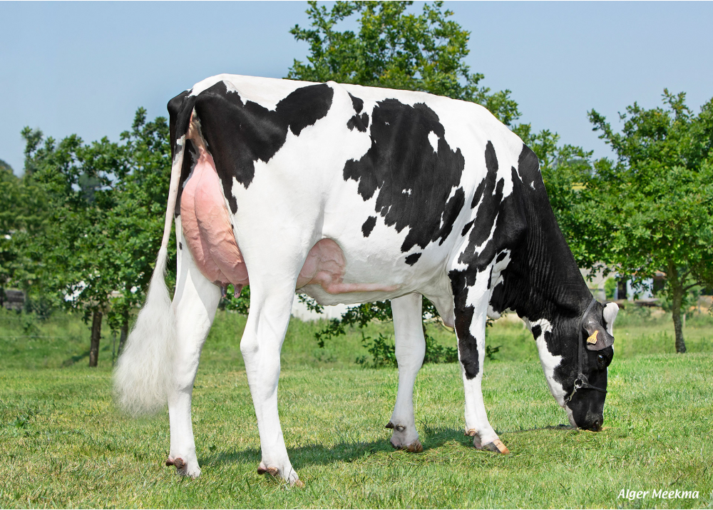 Reveuse, daughter of ORIGINAL - Owner: GAEC Elevage Beurel. Plouguenast Langast (Fr.)