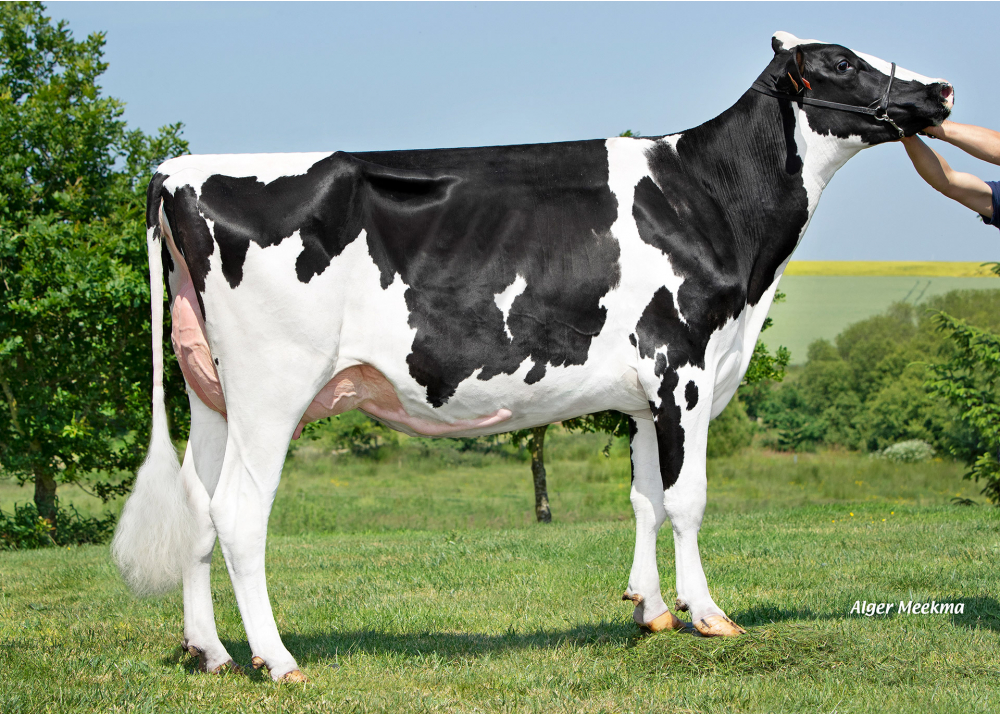 Ricecrest, daughter of ODANN ETL - Owner: GAEC Elevage Beurel. Plouguenast Langast (Fr.)