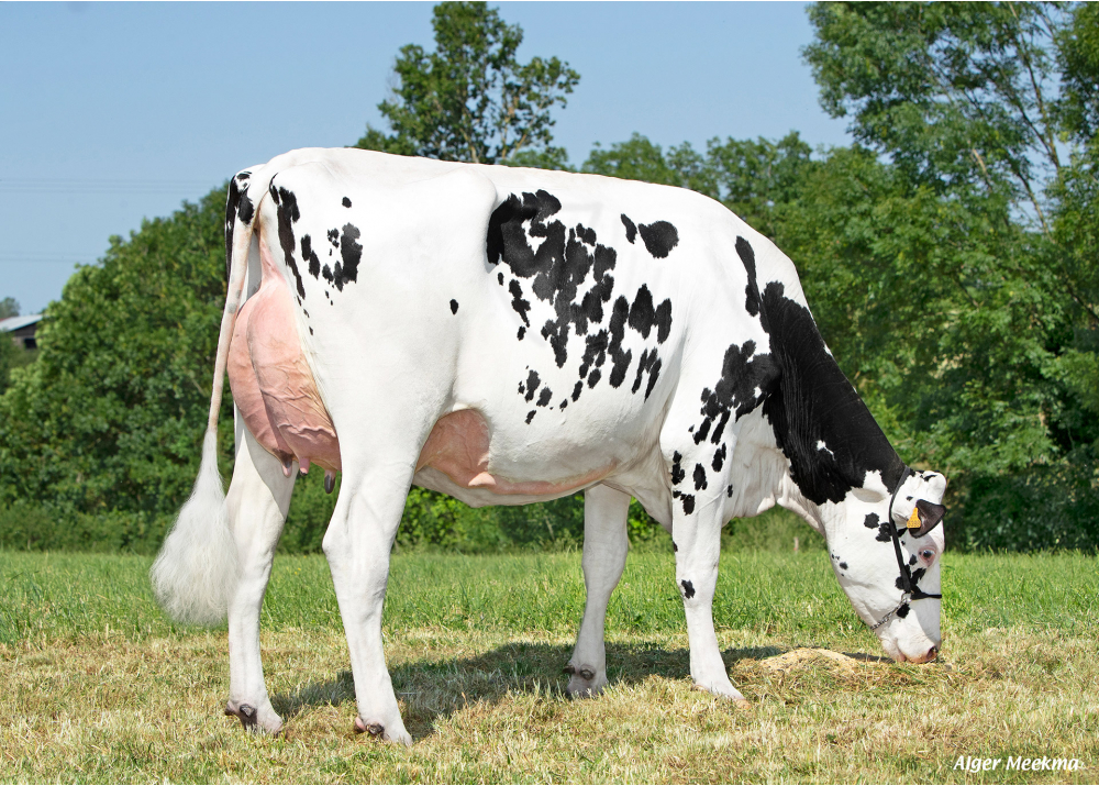 Reputée, daughter of ORIGINAL - Owner: GAEC le Manoir. Saint Maurice des Noues (Fr.)