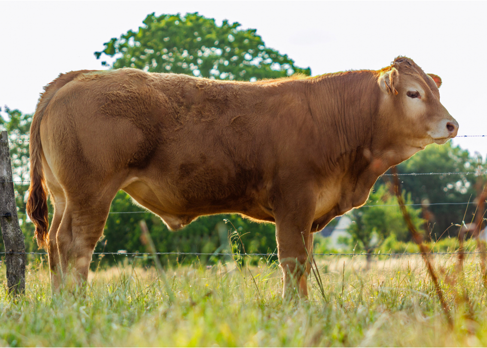 8055, son of PLATON GD - Owner: GAEC du Centre. Bacqueville (Fr.)