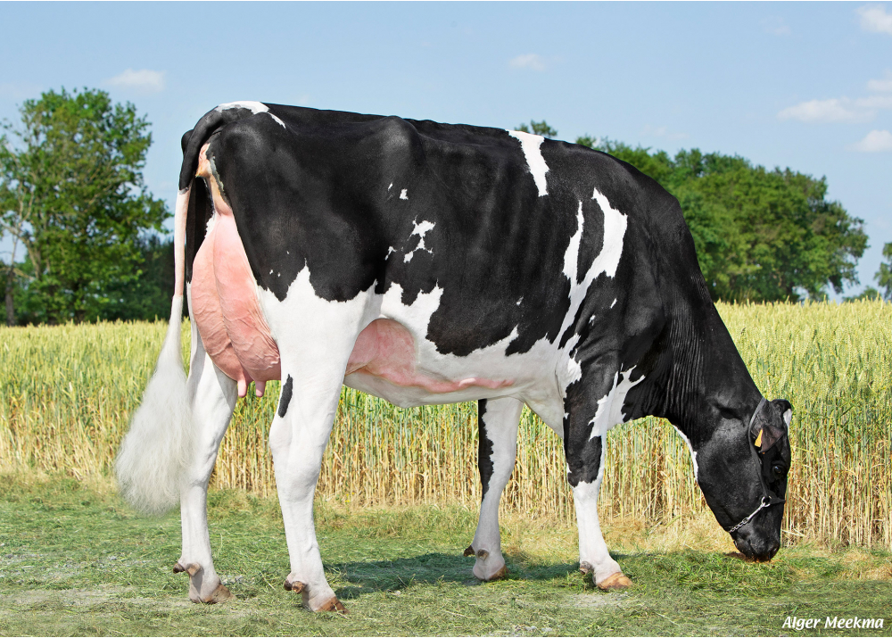LVOrtencia, dam of LV TARTUF - Owner: GAEC le Valton. Les Landes Genusson (Fr.)