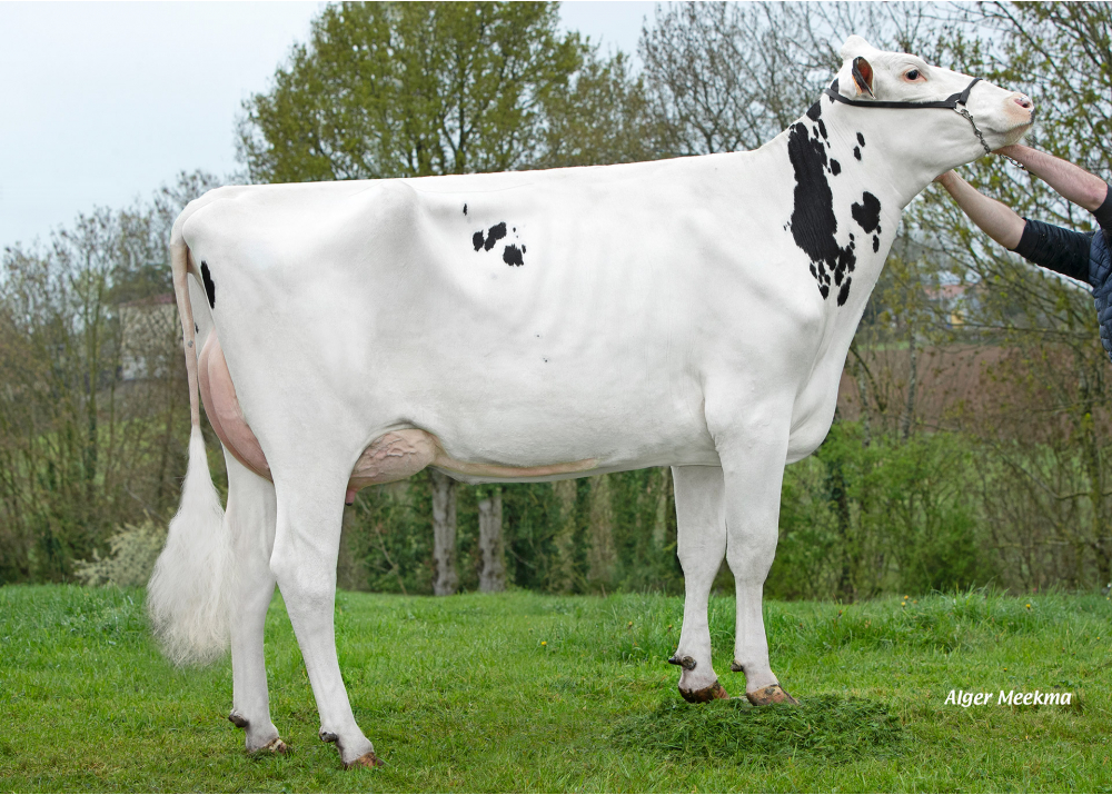 Promise, dam of SCOR MAN - Owner: GAEC le Manoir. Saint Maurice des Noues (Fr.)