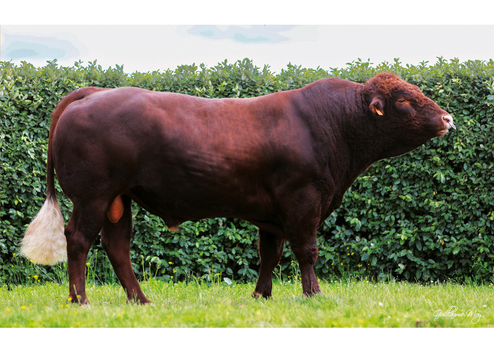 ONLY PP GD ONLY PP GD