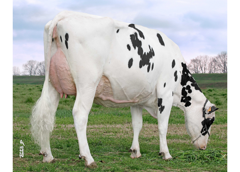 Cristella TB86, hija de RODLY - Prop: Balestreri Donatella. San-Daniele Po (IT)