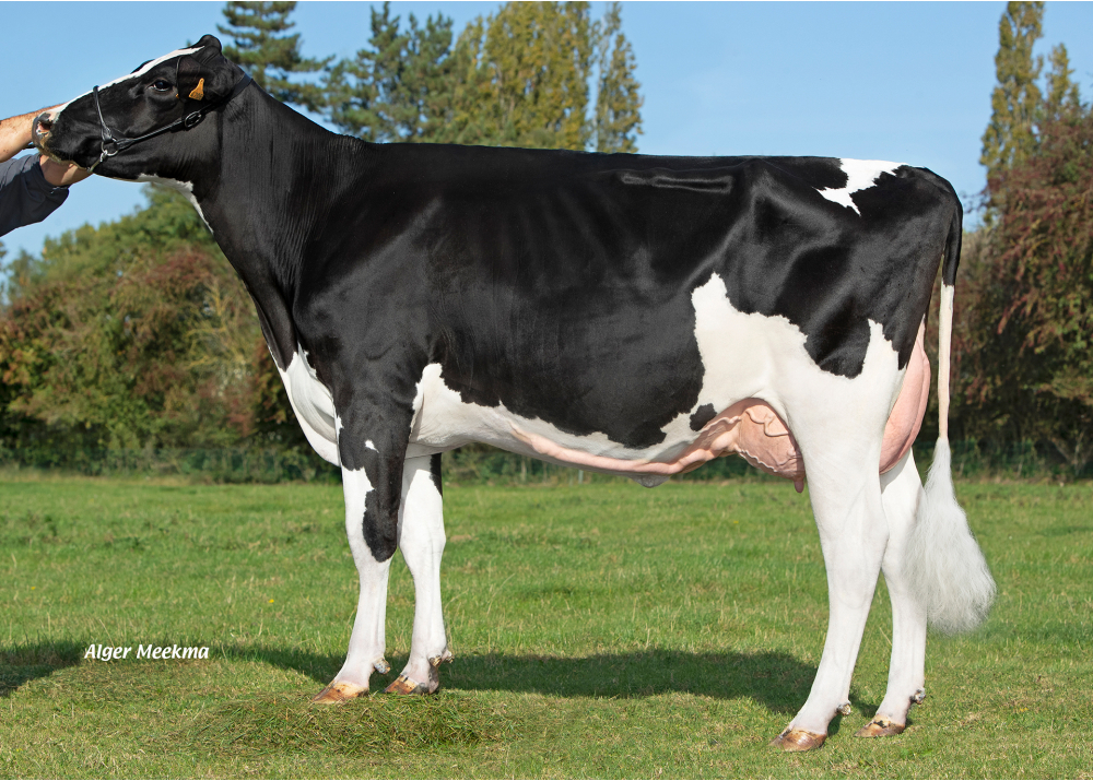 Rafale P, dam of SOLEIL PP - Owner: EARL Fournier. Thelus (Fr.)