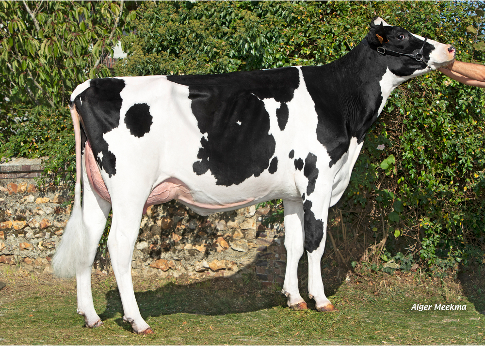 Saraton, daughter of PADINGTON - Owner: SCEA de la Voie Lactee. Chambois (Fr.)