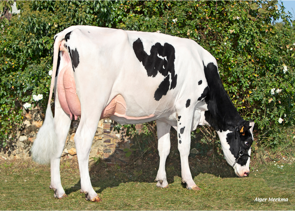 Saison, daughter of PADINGTON - Owner: SCEA de la Voie Lactée. Chambois (Fr.)