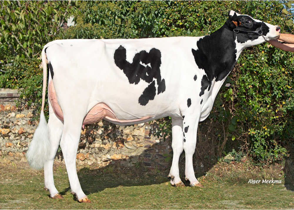 Saison, daughter of PADINGTON - Owner: SCEA de la Voie Lactée. Chambois (Fr.)