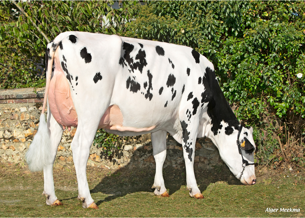 Sanborn, daughter of OBORN ETL - Owner: SCEA de la Voie Lactée. Chambois (Fr.)