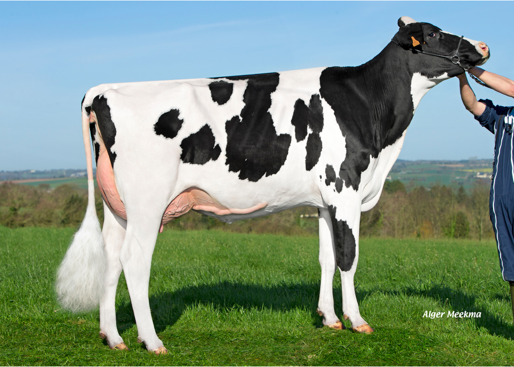 Macy ETL (Hotrod), dam of OBORN ETL - Owner: EARL Riou. Loc Eguiner (Fr.)