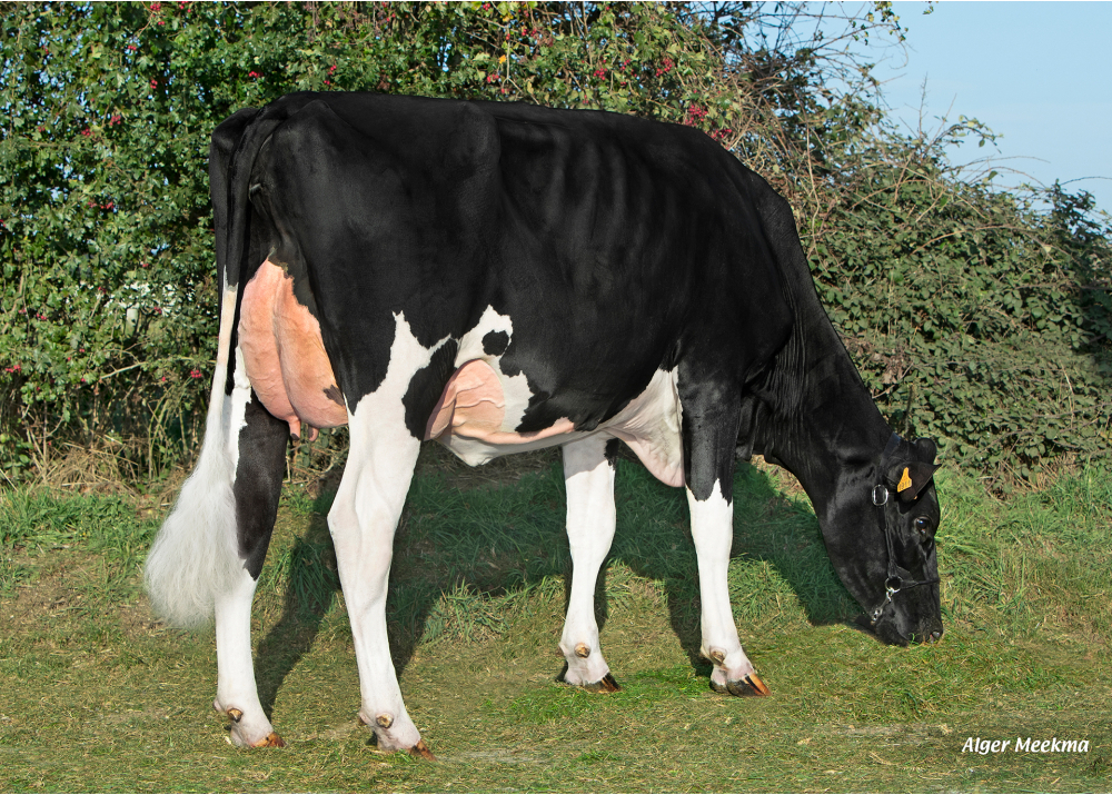 Souxpop P, daughter of POP ETL PP - Owner: SCEA de la Voie Lactée. Chambois (Fr.)