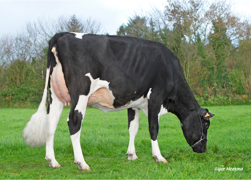 Nana P ETL, dam of POP ETL PP - Owner: EARL Riou. Loc Eguiner (Fr.)